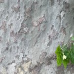 Platano di Napoleone, particolare del tronco